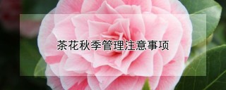 茶花秋季管理注意事项,第1图