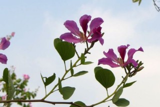 紫荆花树怎么种,第3图