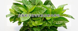 盆栽栀子花可以放在室内养吗,第1图