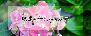 绣球为什么叫无尽夏,第1图