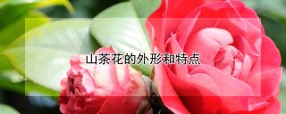 山茶花的外形和特点,第1图