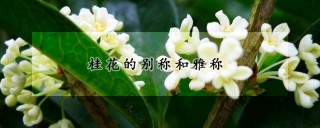 桂花的别称和雅称,第1图