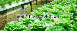 蔬菜为什么中午不能浇水,第1图