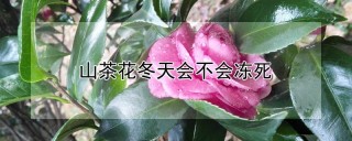 山茶花冬天会不会冻死,第1图