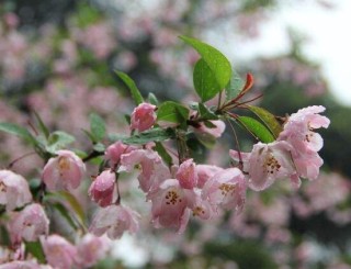 海棠花烂根怎么办，海棠花烂根解决办法,第7图