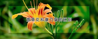 萱草花和康乃馨的区别,第1图