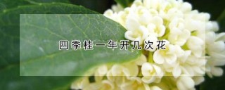 四季桂一年开几次花,第1图