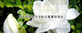 栀子花养殖方法和注意事项浇水,第1图