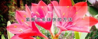 紫根兰长球快的方法,第1图