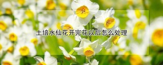 土培水仙花开完花以后怎么处理,第1图