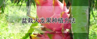 盆栽火龙果种植方法,第1图