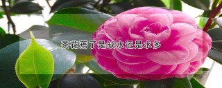 茶花蔫了是缺水还是水多,第1图