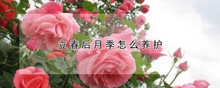 立春后月季怎么养护,第1图