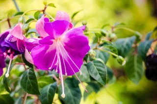 紫荆花和羊蹄甲是一种花吗,第3图