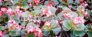 靠风力传播花粉的花称为什么花,第1图