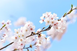 樱花树需要剪枝吗，建议在开春时期进行修剪,第3图