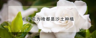 栀子花为啥都是沙土种植,第1图