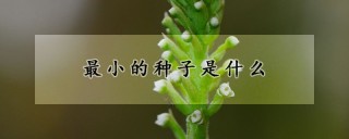 最小的种子是什么,第1图