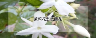 茉莉花怎么醒花,第1图