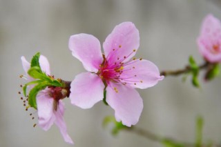 桃花是什么季节开，在每年的春季绽放,第1图