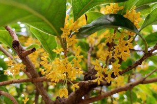 桂花树的风水禁忌 桂花树的风水禁忌有哪些,第1图