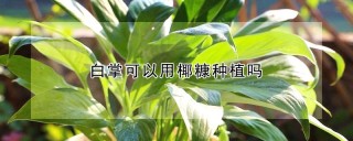 白掌可以用椰糠种植吗,第1图