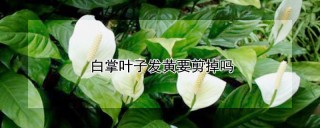 白掌叶子发黄要剪掉吗,第1图