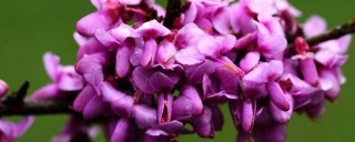 紫荆花有香味吗,第1图