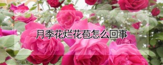 月季花烂花苞怎么回事,第1图