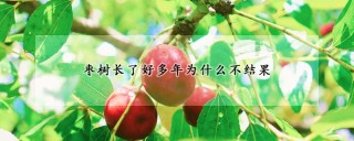 枣树长了好多年为什么不结果,第1图