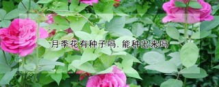 月季花有种子吗,能种出来吗,第1图