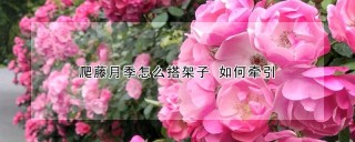 爬藤月季怎么搭架子 如何牵引,第1图