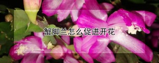 蟹脚兰怎么促进开花,第1图