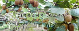 78月份栽树可以成活吗,第1图