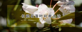 杜鹃花落叶补救办法,第1图