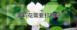 茉莉花需要打顶吗,第1图