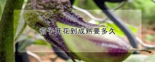 茄子开花到成熟要多久,第1图