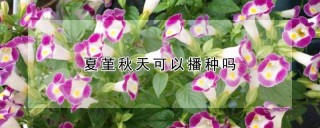 夏堇秋天可以播种吗,第1图