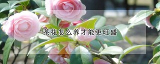 茶花怎么养才能更旺盛,第1图