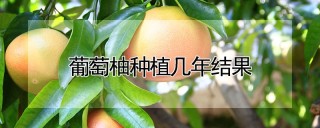 葡萄柚种植几年结果,第1图