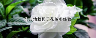 北方地栽栀子花越冬经验,第1图