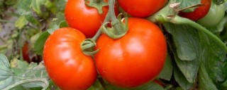 西红柿怎么种植和管理,第1图