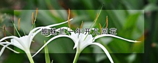 蜘蛛兰一年开几回花,第1图