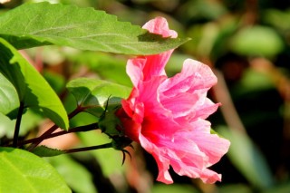 芙蓉花夏天几天一浇水,第3图