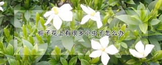 栀子花上有很多小虫子怎么办,第1图