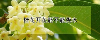 桂花开花能不能浇水,第1图