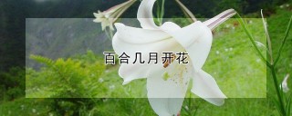 百合几月开花,第1图