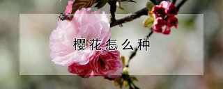 樱花怎么种,第1图