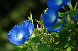 牵牛花如何种植，牵牛花种植步骤,第4图