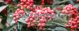 朱砂根什么时候开花结果,第1图